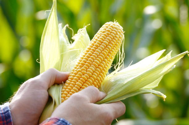 Harvest ready unwrapped corn cobs in farmer's hands closeup